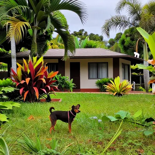 5 melhores hospedagens pet friendly em Boa Vista - RR: guia completo
