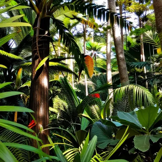 Bosque dos Papagaios: Uma Experiência de Imersão na Natureza de Boa Vista