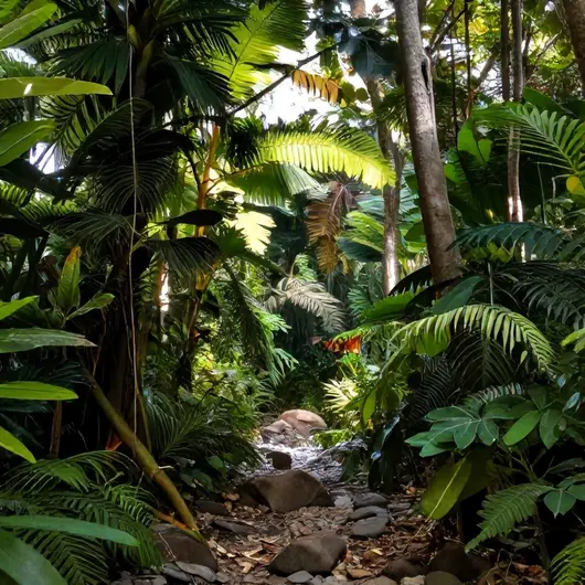 Trilha Cachoeira do Evandro Trilha Cachoeira do Evandro