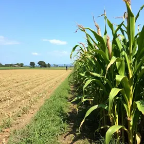 Com apoio da prefeitura, colheita de milho inicia na zona rural de Boa Vista Colheita de milho na zona rural de Boa Vista