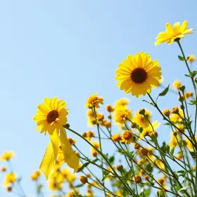 SETEMBRO AMARELO Prefeitura Municipal de Boa Vista